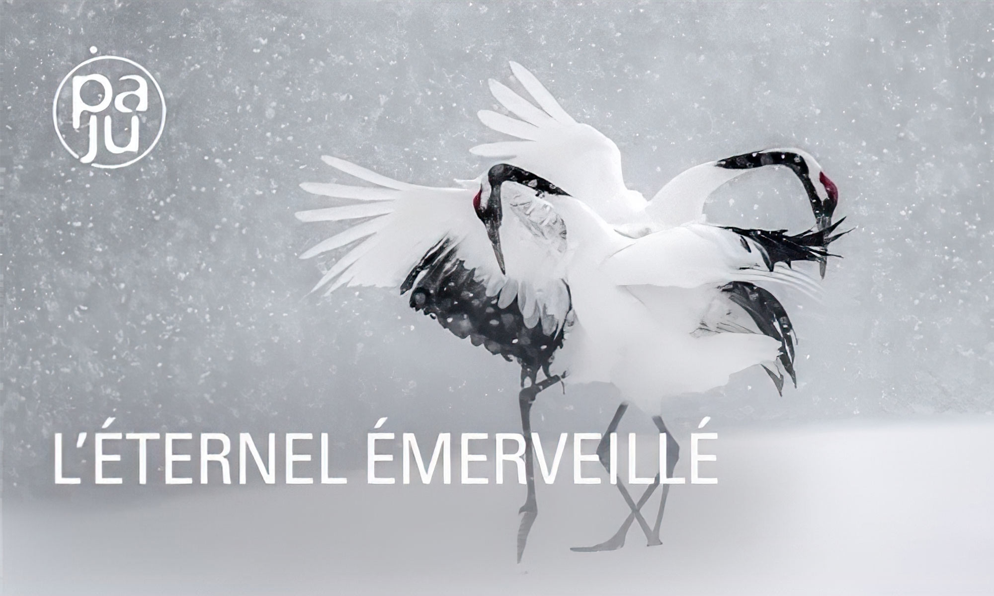 Vincent Munier : L'éternel émerveillé