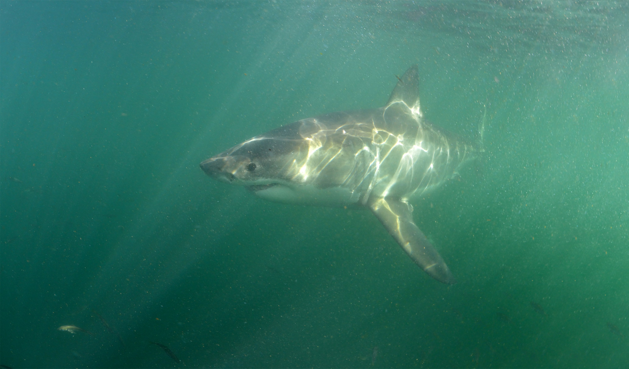 Grand Requin Blanc
