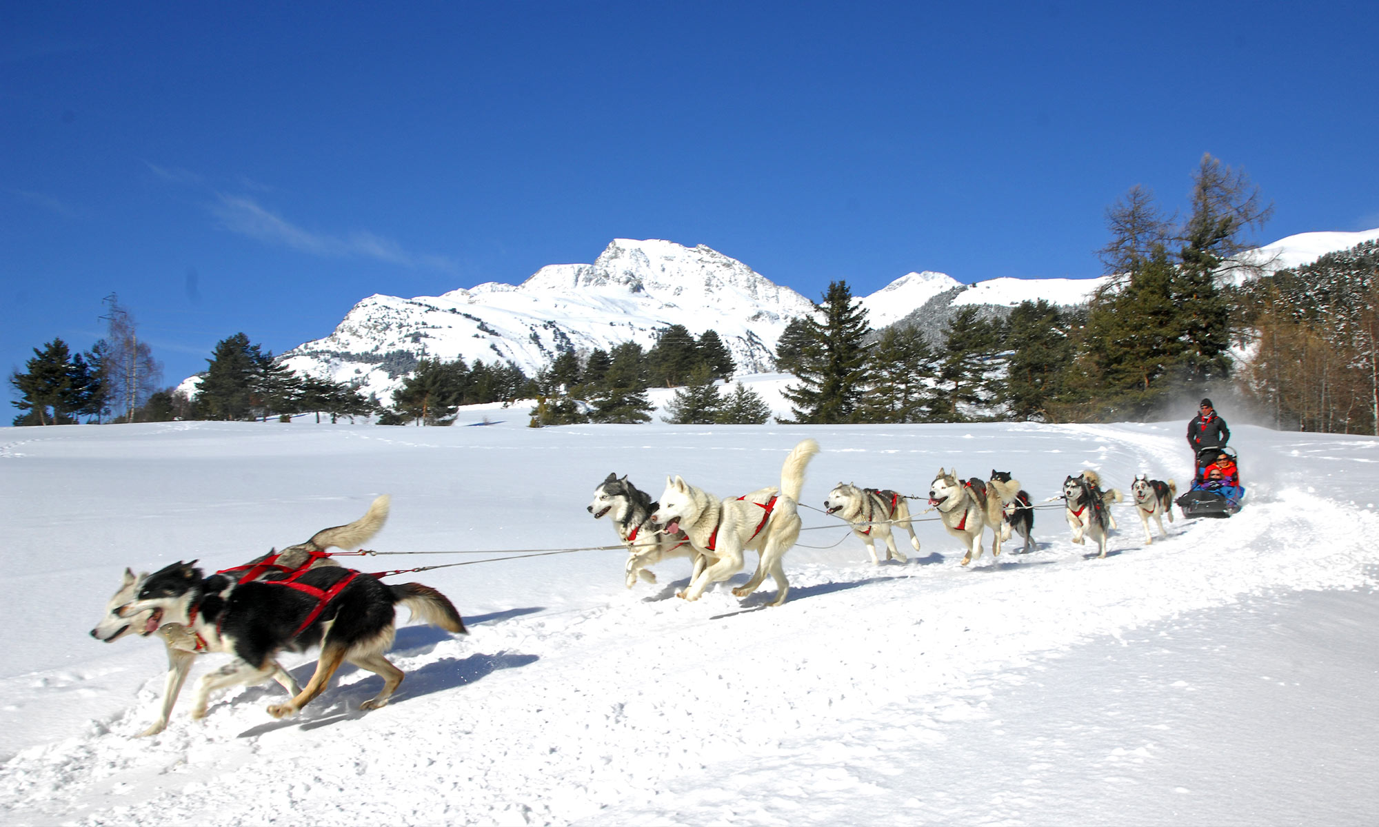 Haute-Maurienne Vanoise : chiens de traineaux