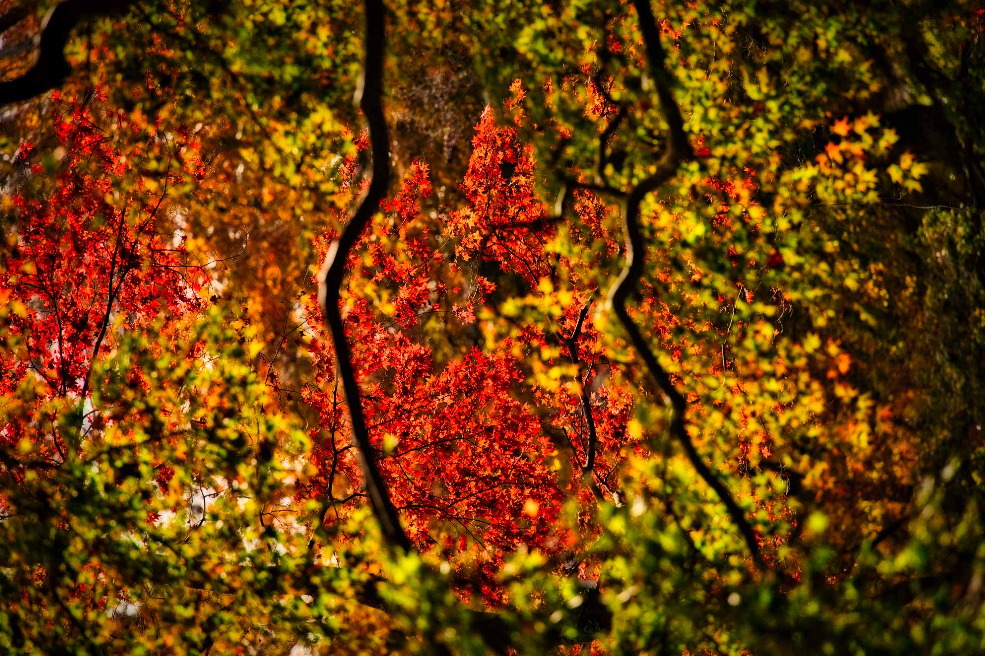 Automne (Préfecture de Nara)