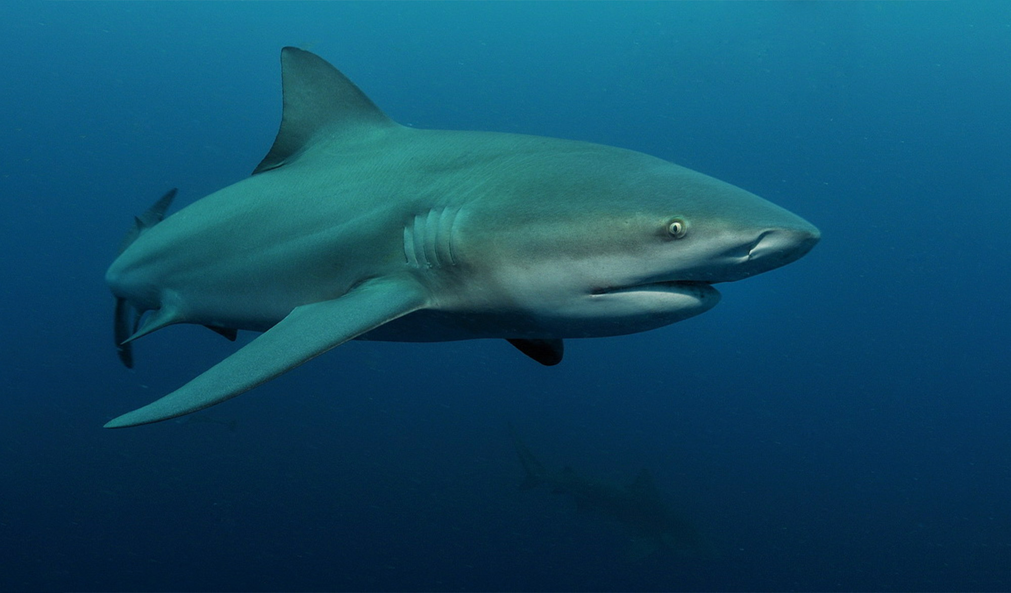 Requin Bouledogue