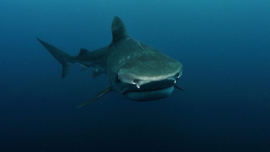 Requin Tigre