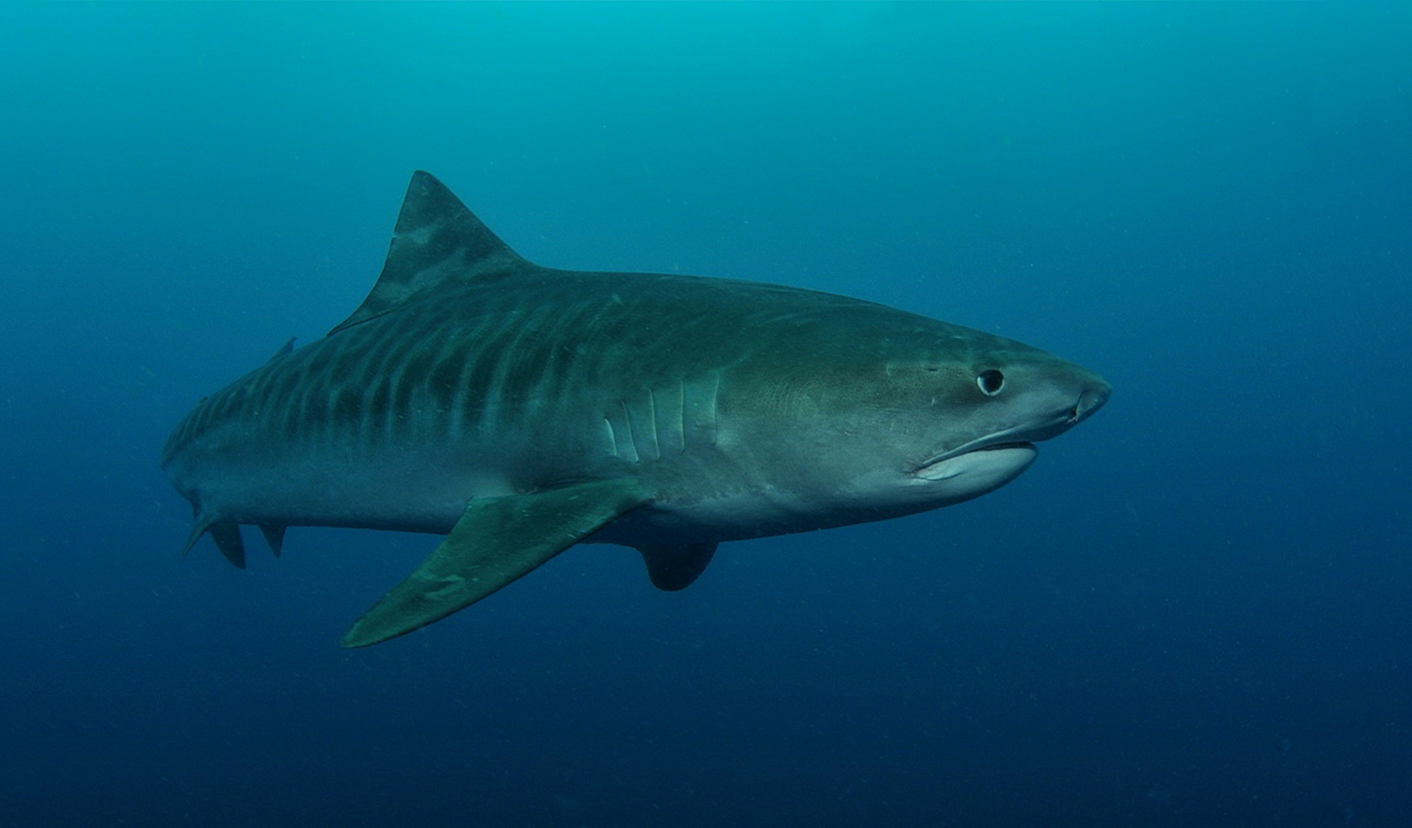 Requin Tigre