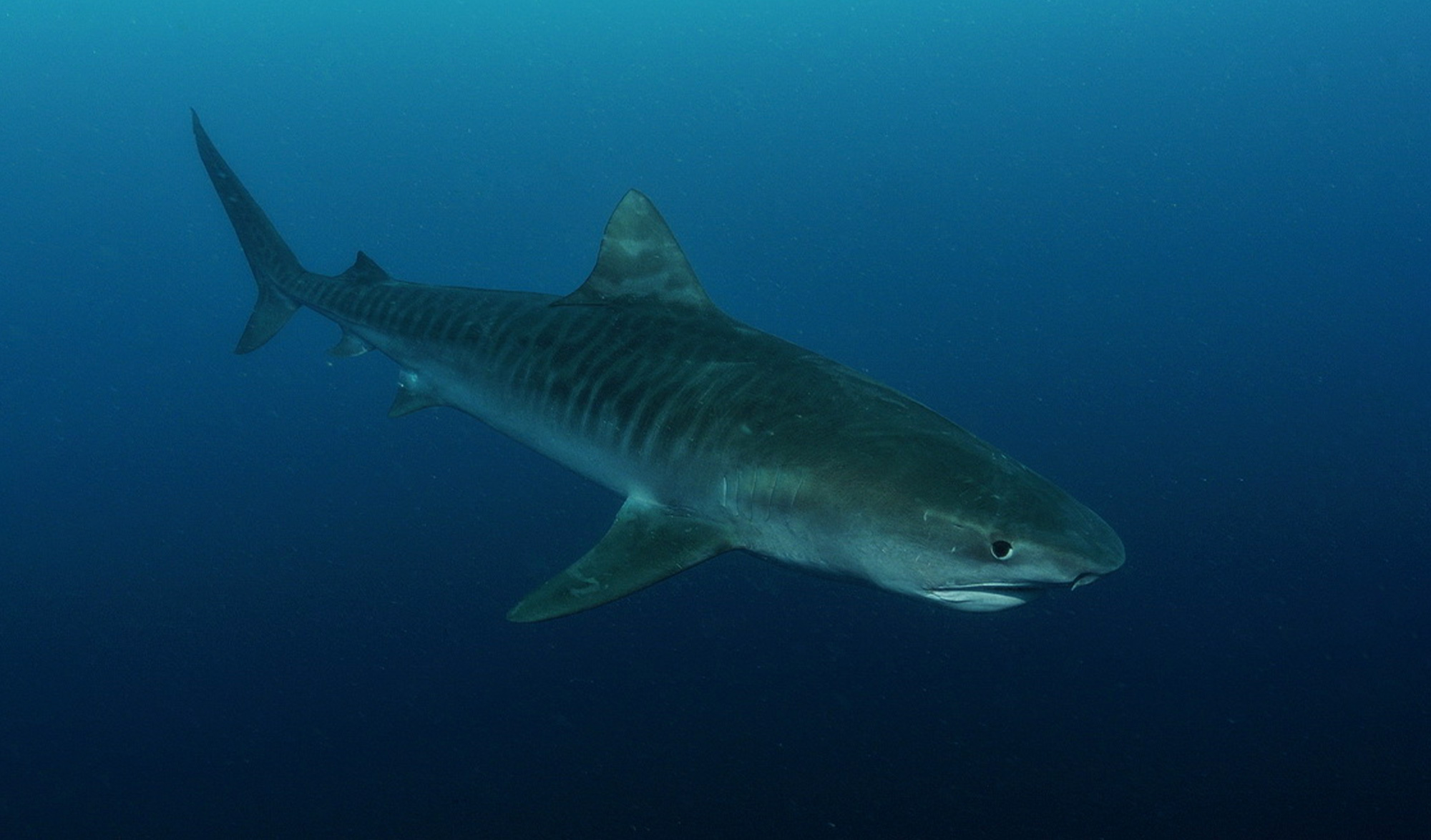Requin Tigre