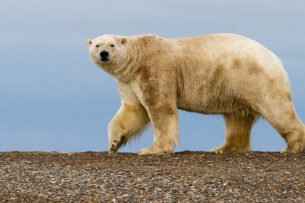 Bonne nouvelle : En Alaska la vente de la concession pétrolière de Trump a été un échec