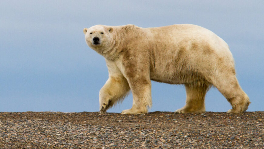 Bonne nouvelle : En Alaska la vente de la concession pétrolière de Trump a été un échec