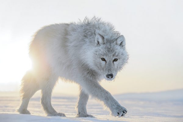 Vincent Munier, seul en Arctic