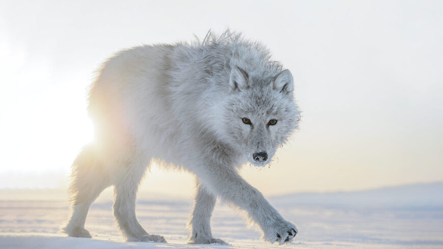 Vincent Munier, seul en Arctic