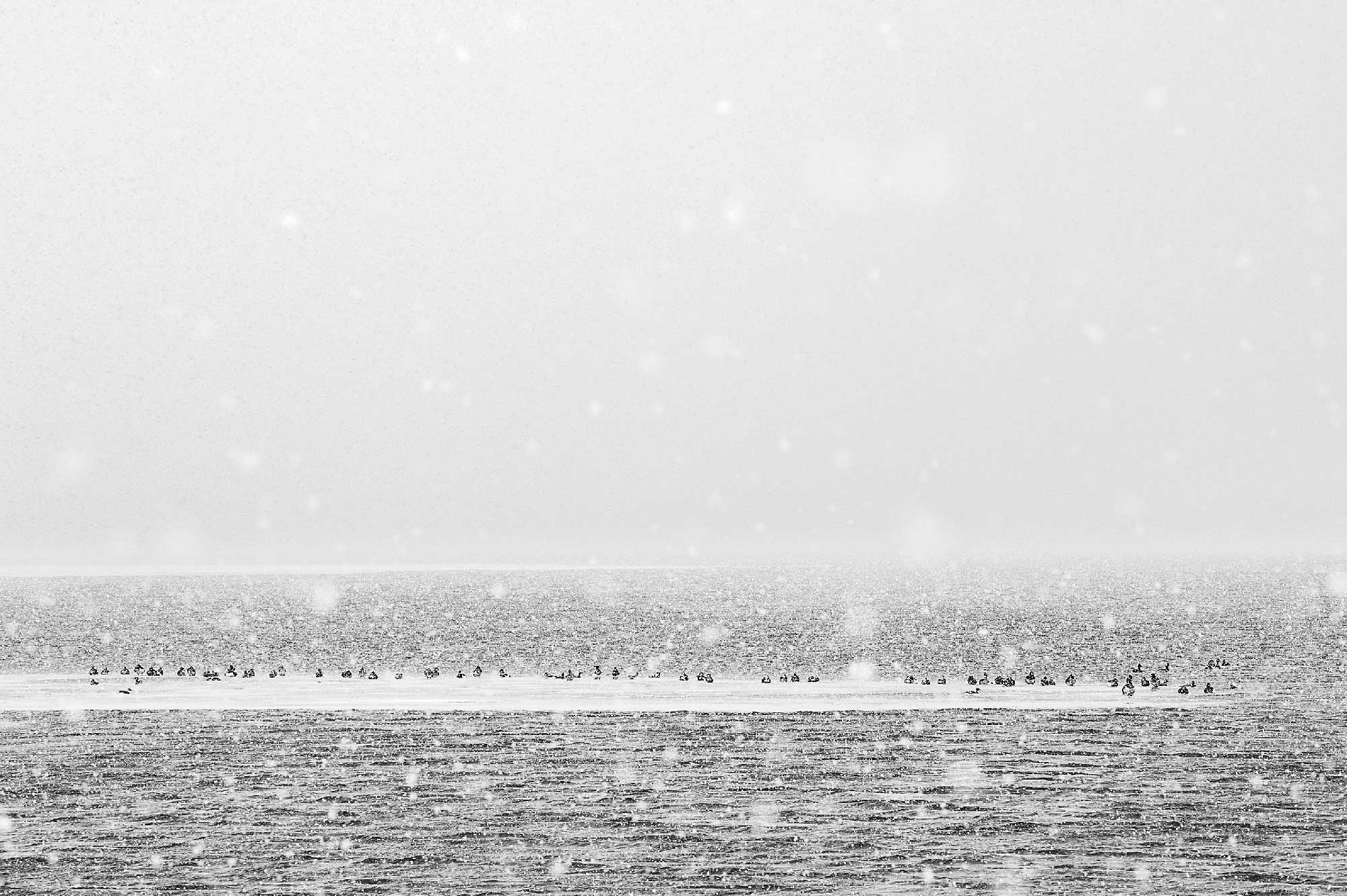 Vincent Munier, seul en Arctic