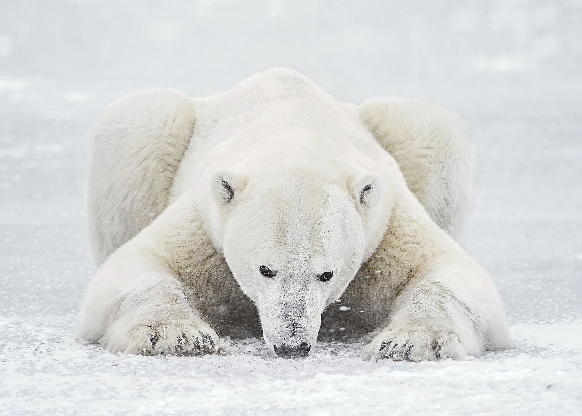 Vincent Munier, seul en Arctic