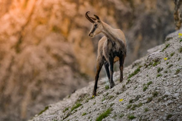 Chamois