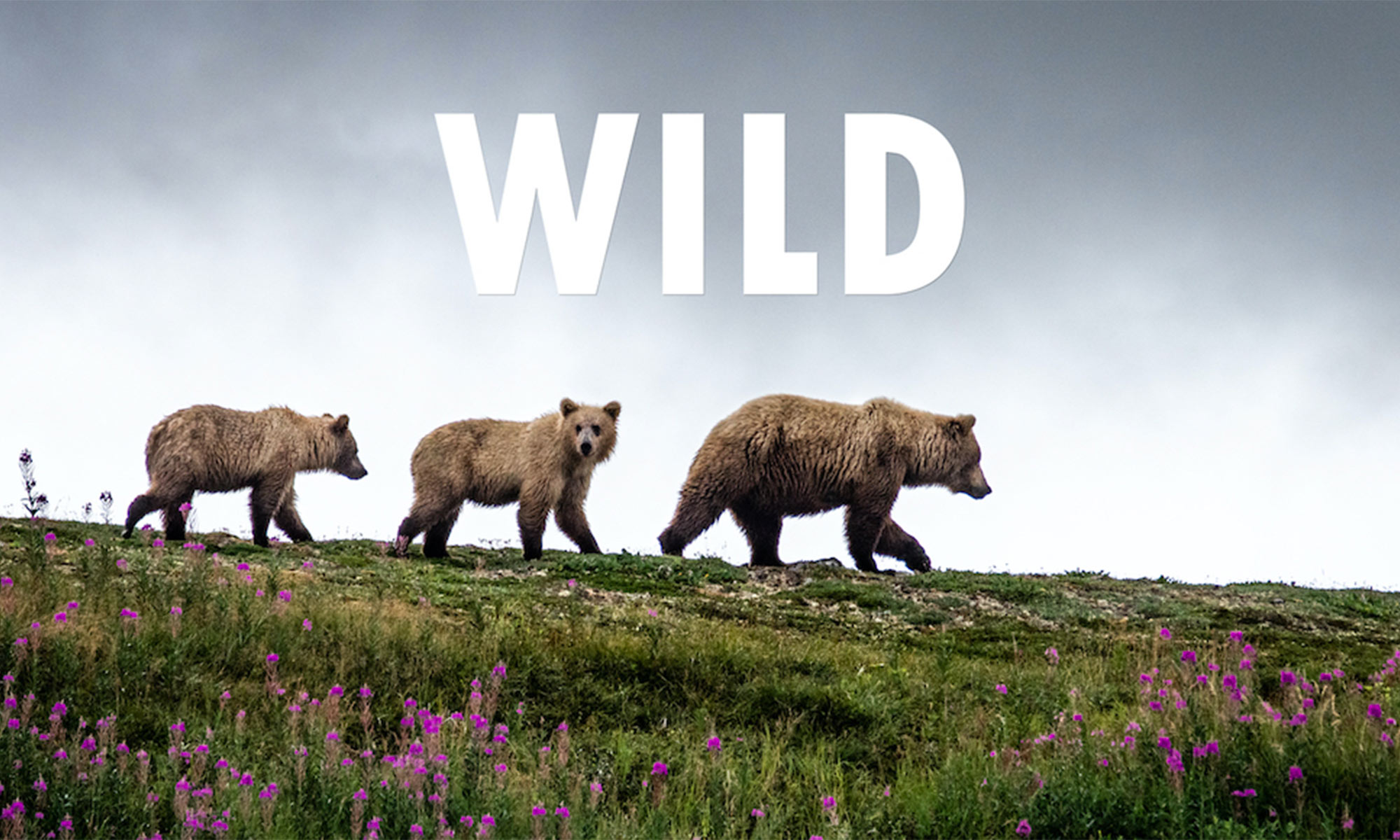 Wild, une histoire sur la vie sauvage et ses protecteurs