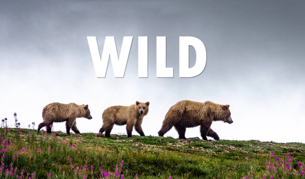 Wild