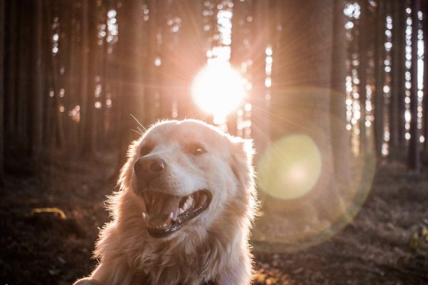 Randonnée : les drones et les chiens interdits dans le Parc national des Pyrénées