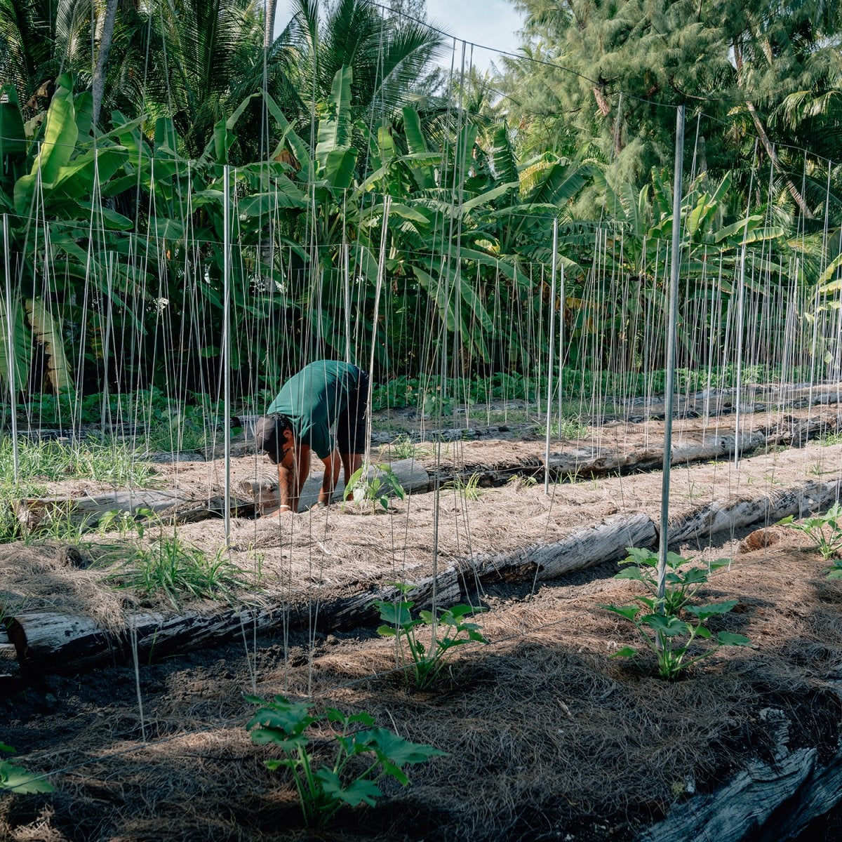 Le jardin biologique de l'île