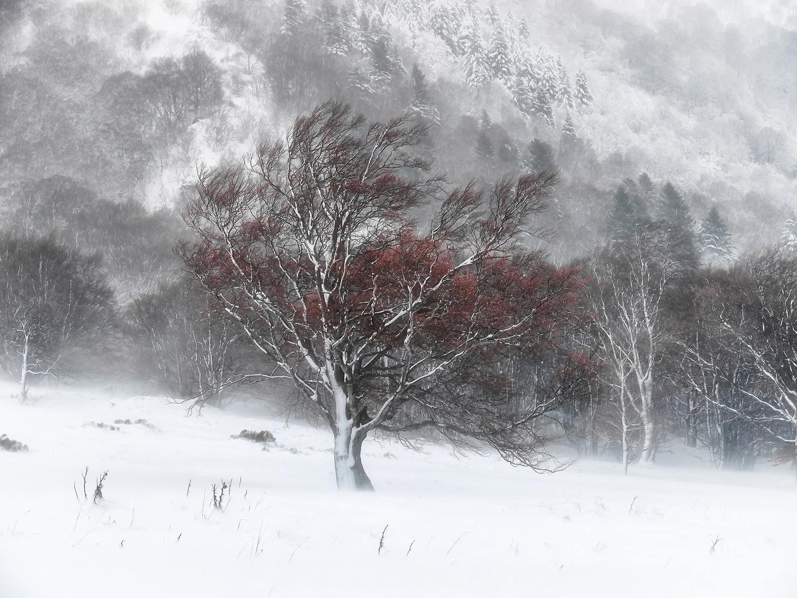 Hiver en Auvergne : Arbre Rouge