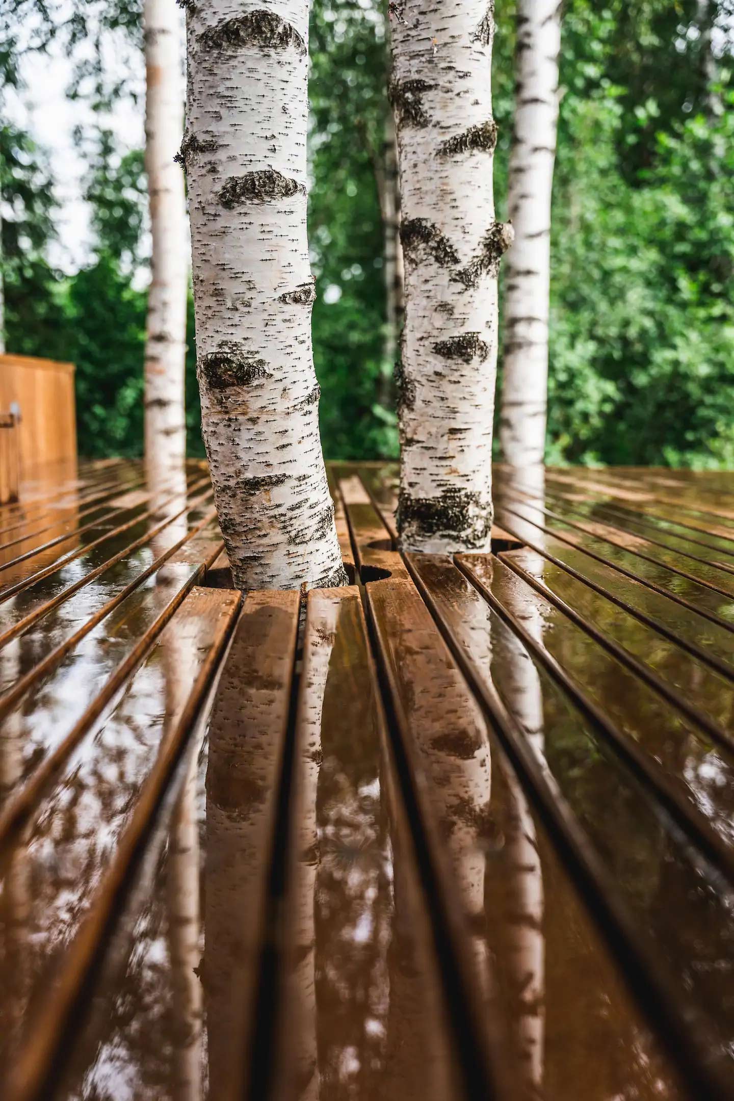 cabane de luxe dans les bois