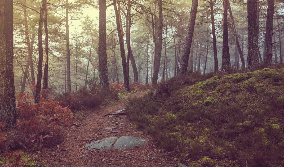 Forêt de Fontainebleau