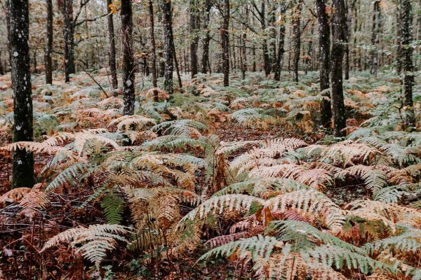 Forêt de Fontainebleau