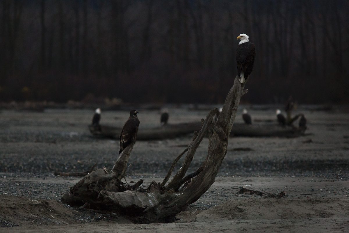 « S’abandonner au sauvage » : 500 km en canoë en autonomie dans le Grand Nord canadien