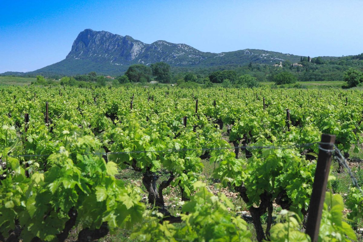 Trek sur le GR Pic Saint-Loup