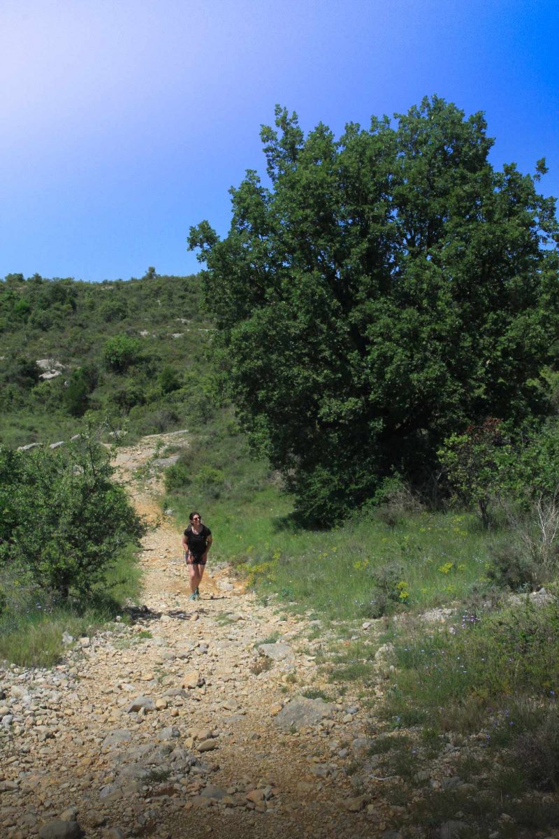 Trek sur le GR Pic Saint-Loup