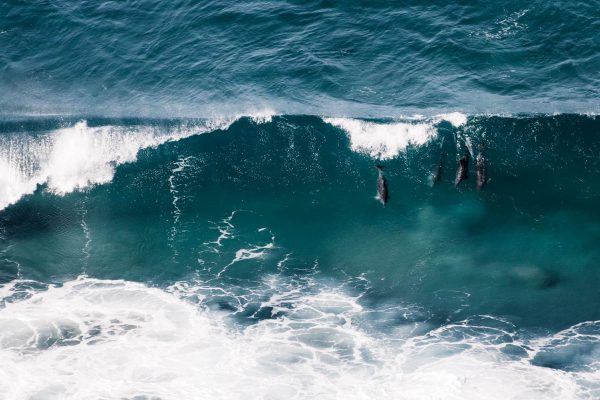 Dauphins jouant avec les vagues