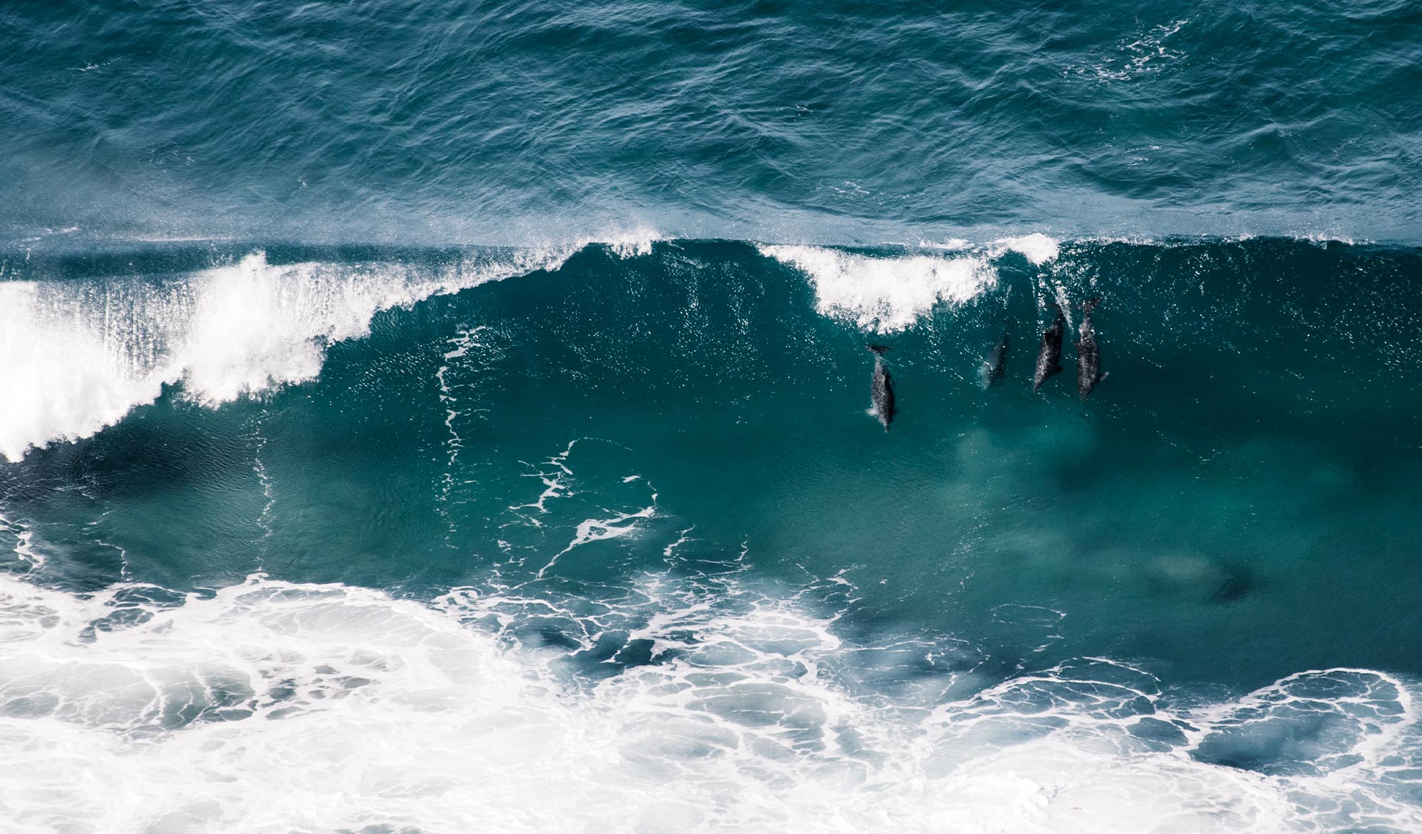 Dauphins jouant avec les vagues