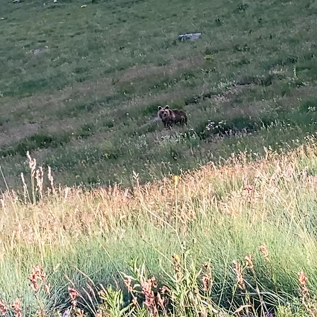 L’ours brun des Balkans