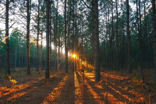 Forêt de Pin