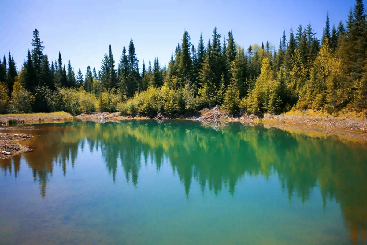 Plantation d'arbres dans les forêts du Canada