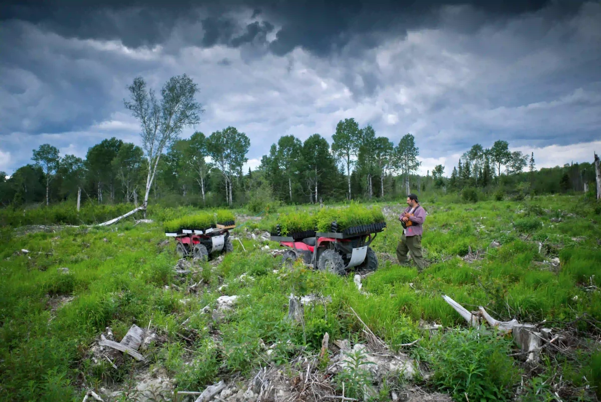 Plantation d'arbres dans les forêts du Canada