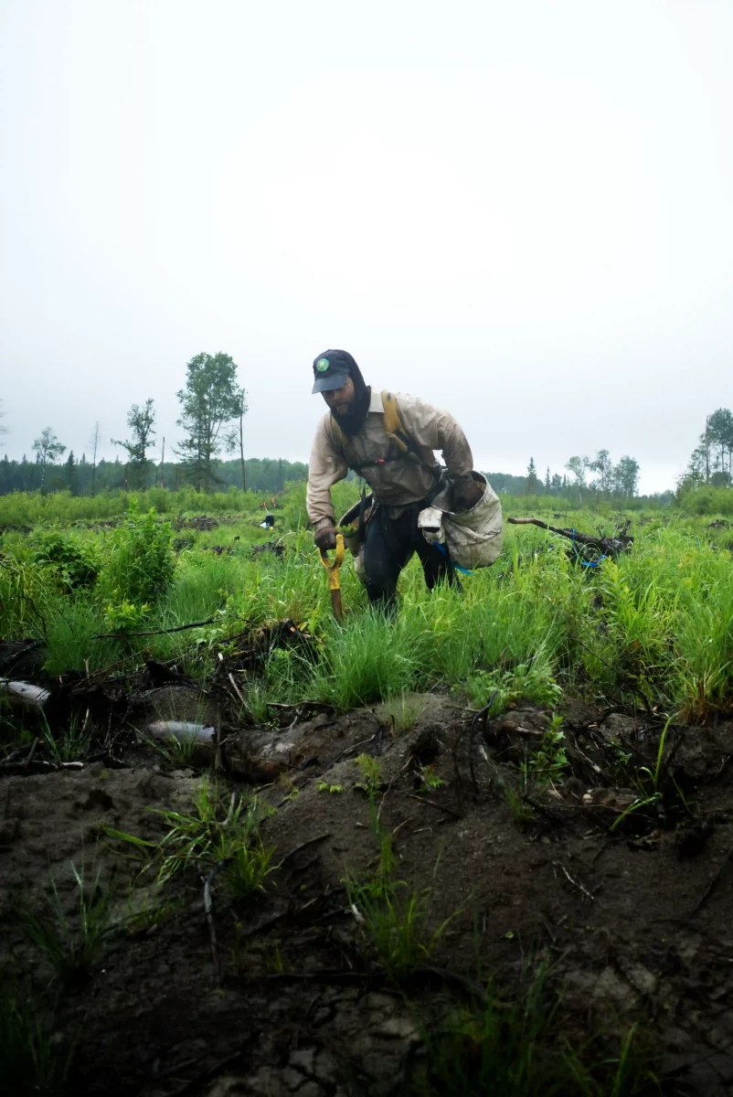 Plantation d'arbres dans les forêts du Canada