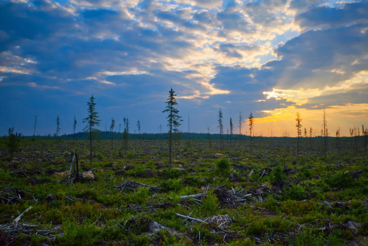 Plantation d'arbres dans les forêts du Canada