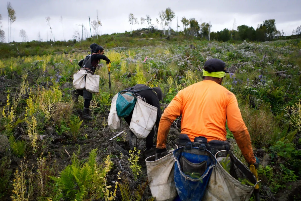 Plantation d'arbres dans les forêts du Canada