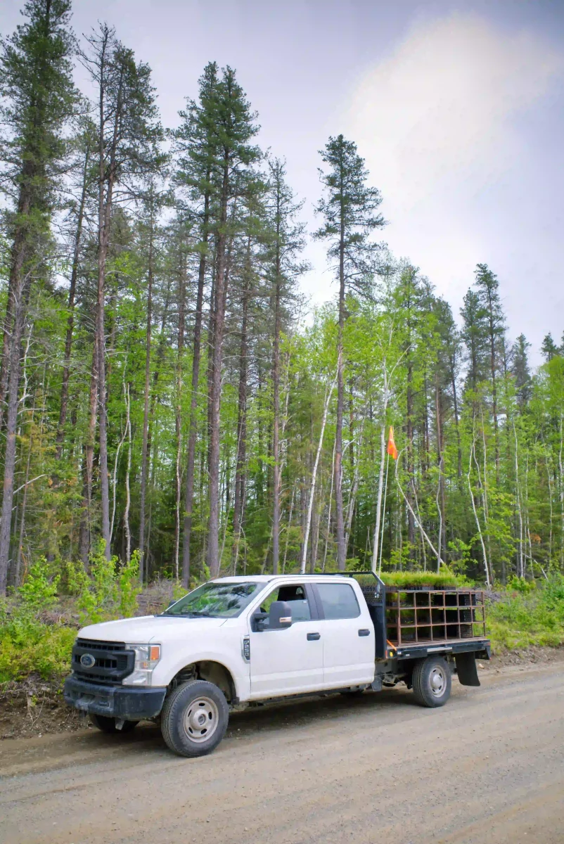 Plantation d'arbres dans les forêts du Canada