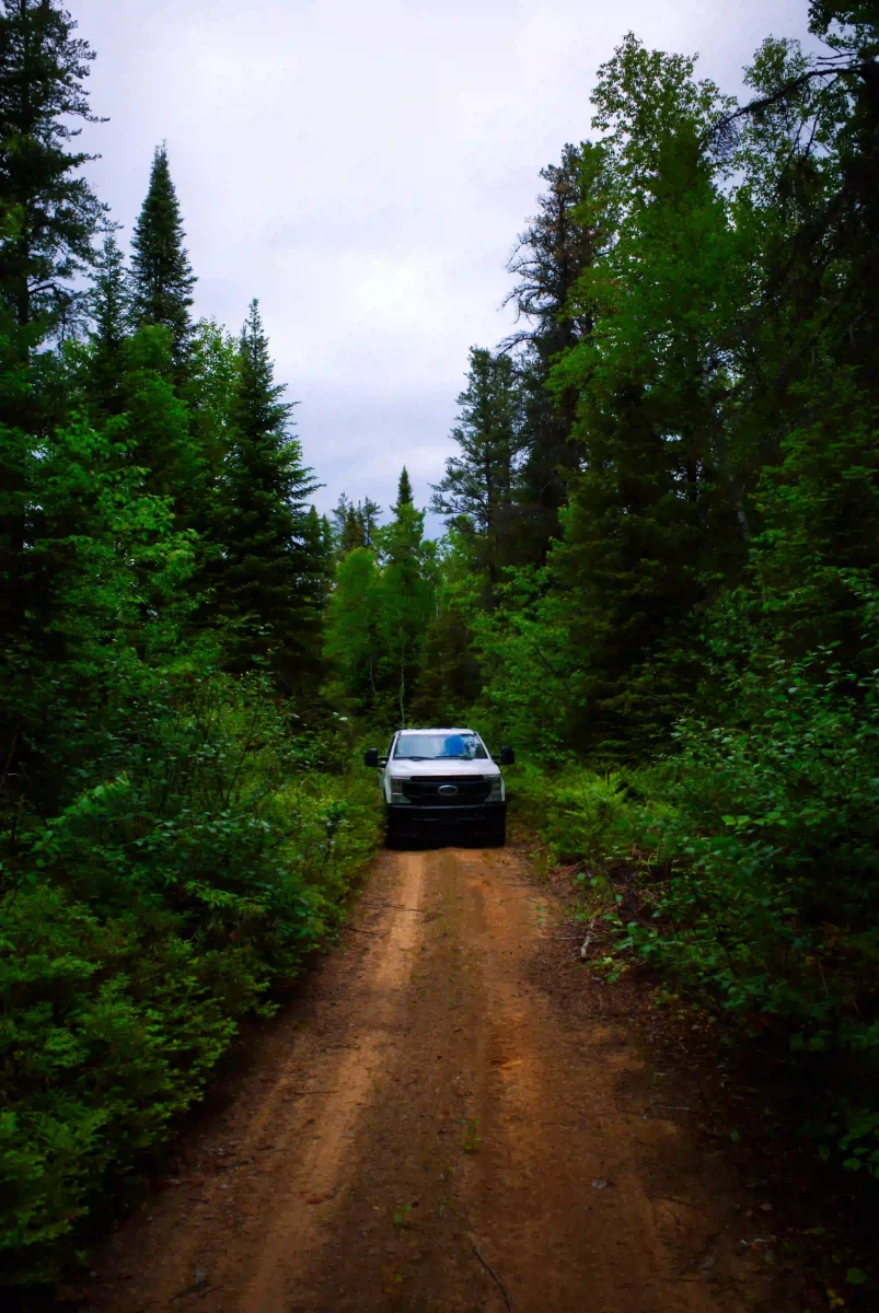 Plantation d'arbres dans les forêts du Canada