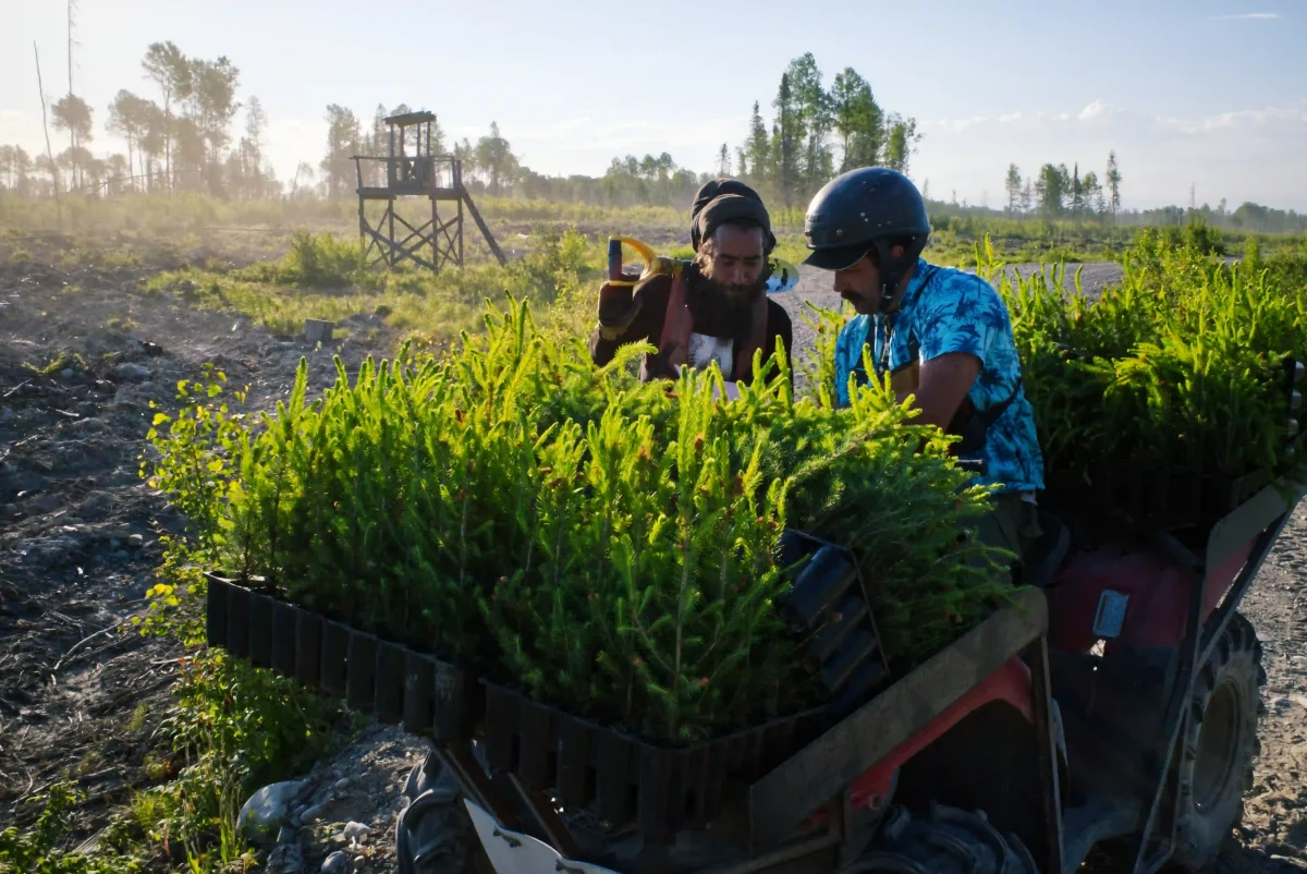 Plantation d'arbres dans les forêts du Canada