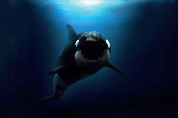 Orque Blackfish