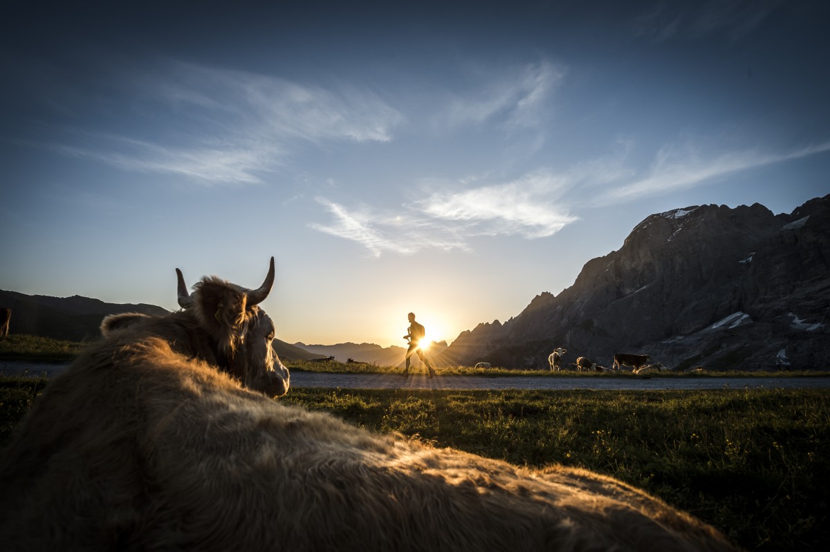 Eiger Ultra Trail paysage vache