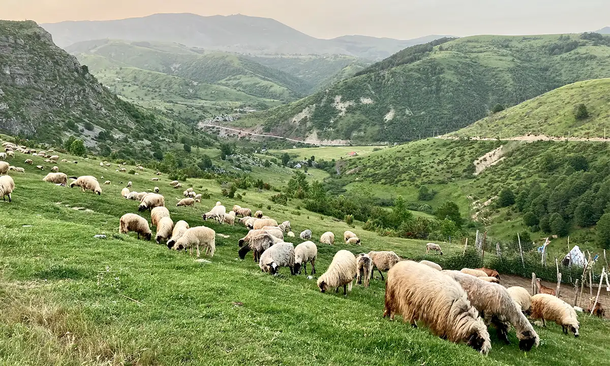 Moutons montagne Balkans