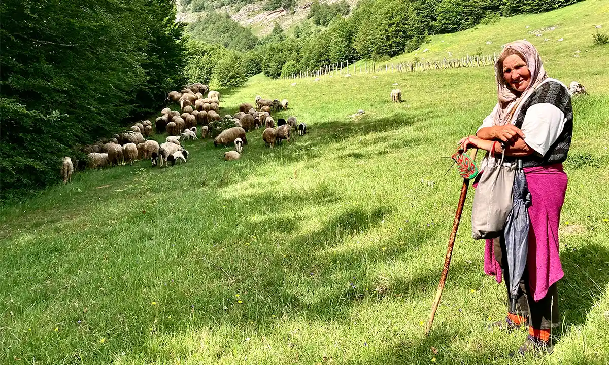 Population dame moutons balkans
