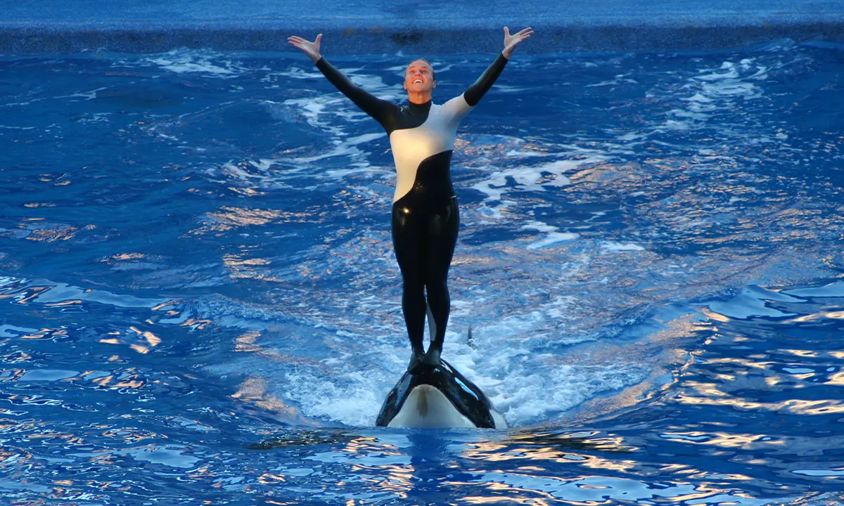 Dawn Brancheauen représentation avec un à SeaWorld