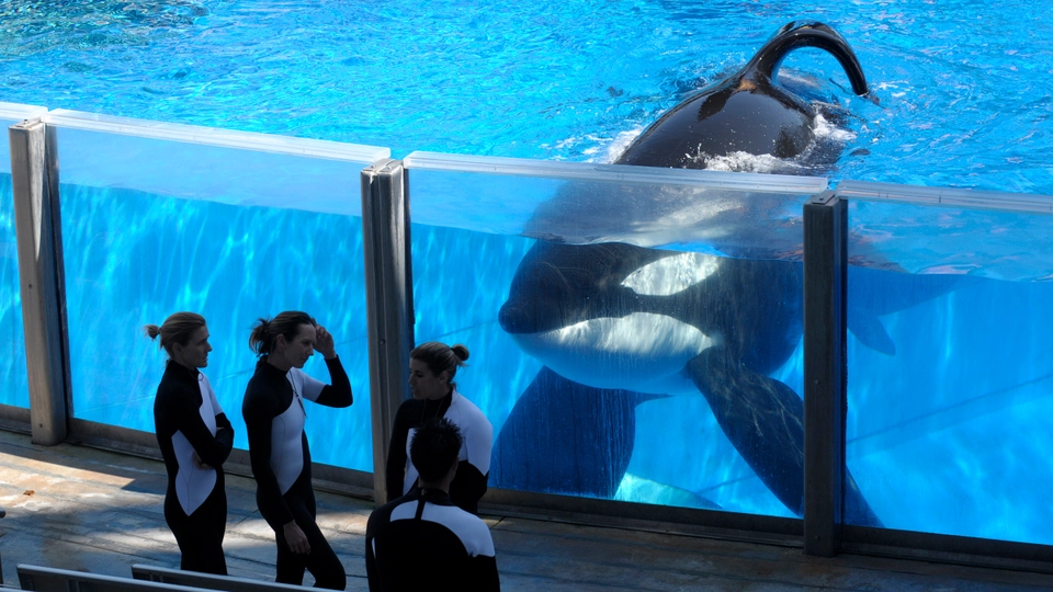 Tilikum et ses dresseurs de SeaWorld Orlando, 7 ars 2011