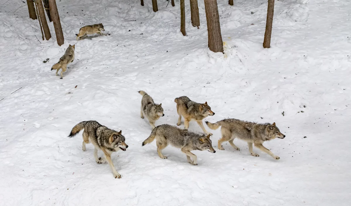 Meute de loups