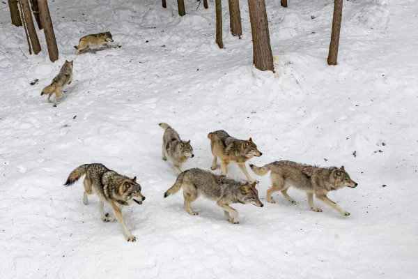 Meute de loups