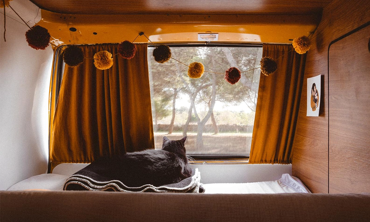 Vanlife avec un chat