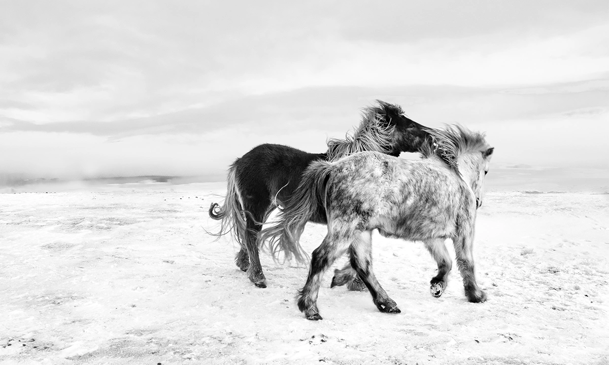 Chevaux en Islande