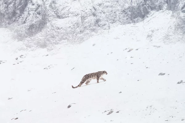 La panthère des neige