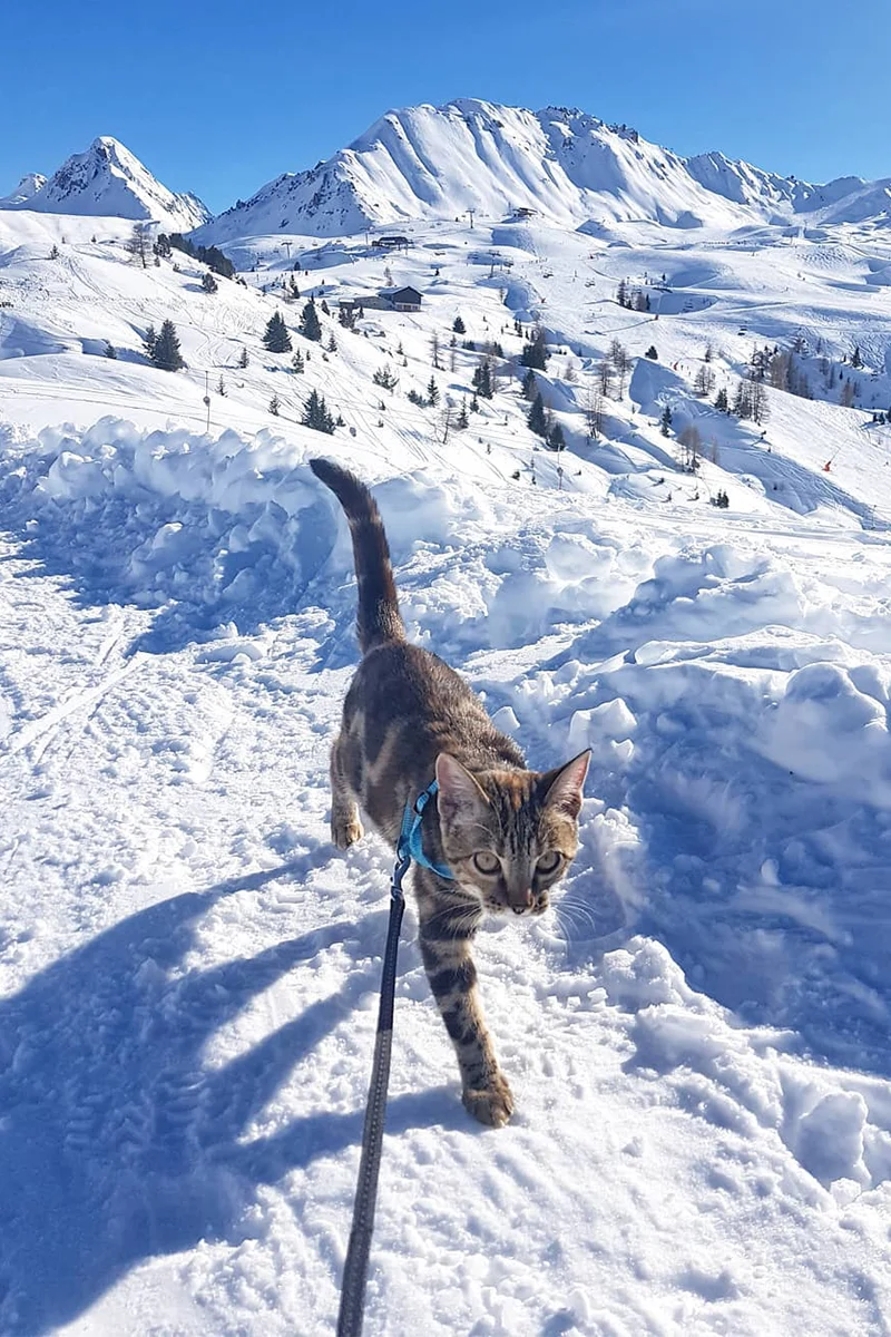 chat dans la neige